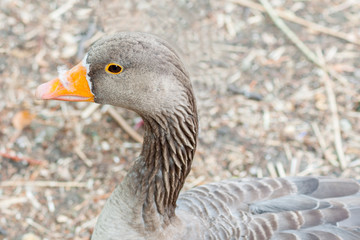 Closeup view of gray goose