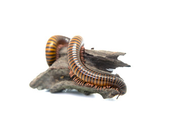 Millipede on the branch, Isolated on white background
