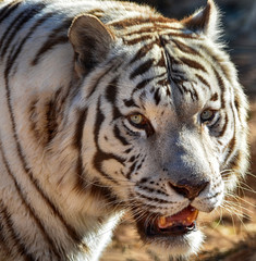 Eyes of the Tiger