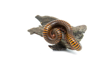 Millipede on the branch, Isolated on white background