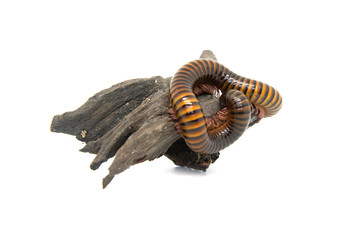 Millipede on the branch, Isolated on white background