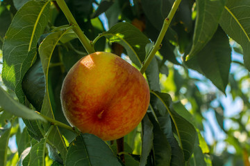 Ripe peach
