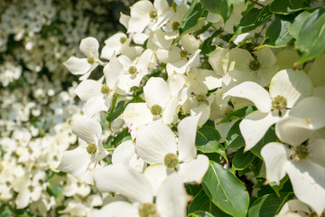 Dogwood tree in bloom.
