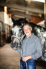 A senior man standing close to a horse in a stable, holding it.