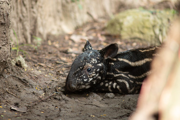 newborn of baby tarpir