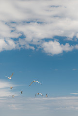 A group of seagulls flying towards the blue sky