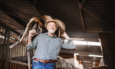 A senior man with a hat carrying a horse saddle on his shoulders in a stable.