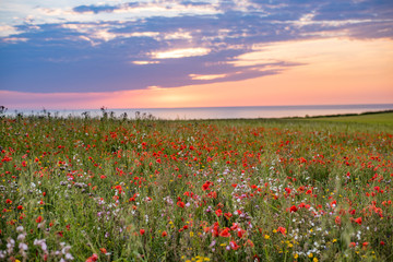 Field of wild flowers sunset 