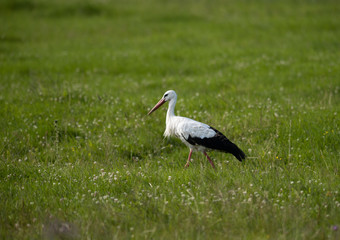 Obraz na płótnie Canvas White Stork on a field