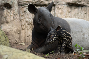 Newborn Baby Tarpir  
