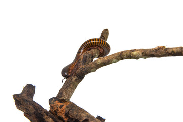Millipede on the branch, Isolated on white background