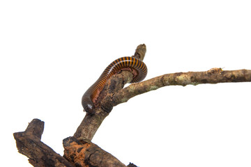 Fototapeta premium Millipede on the branch, Isolated on white background