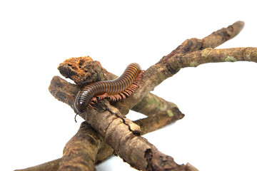 Fototapeta premium Millipede on the branch, Isolated on white background