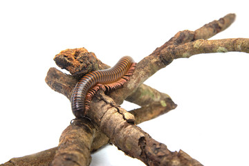 Millipede on the branch, Isolated on white background