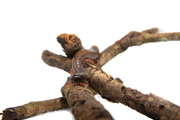 Millipede on the branch, Isolated on white background