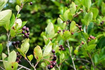 Chokeberry on the trees in the garden