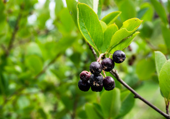 Chokoberry on the trees in the forest 