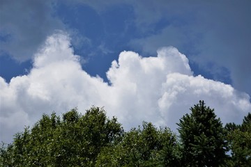 The tip of the tree against blue sky and white cumulus clouds, Summer in GA USA.