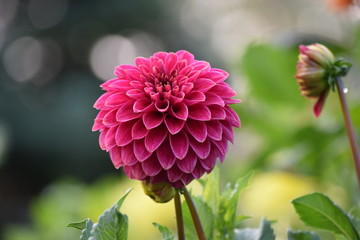 Dahlia