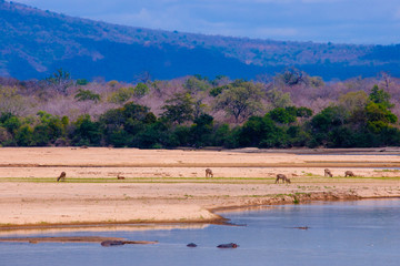 A lion, lioness and cubs in their pride land in Africa