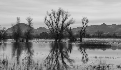 Trees with water reflection at Gray Lodge Wildlife Area with Sutter Buttes in background 