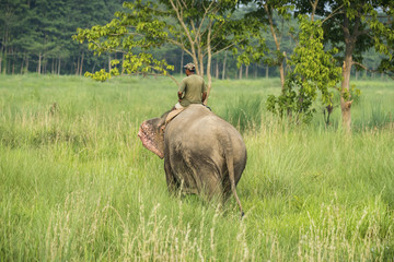 Mahout or elephant rider riding a female elephant