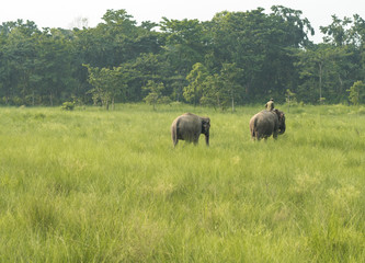 Fototapeta na wymiar Mahout or elephant rider with two elephants