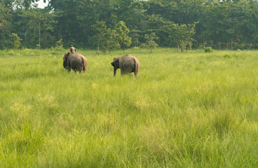 Fototapeta premium Mahout or elephant rider with two elephants