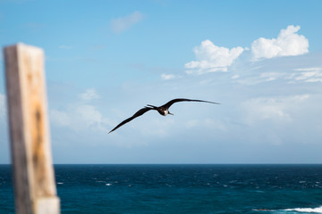 Fototapeta na wymiar Seabird flying over the ocean with clouds in the distance.