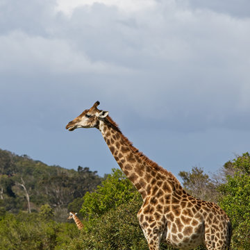 A picture of giraffes (Giraffa) in the wild in South Africa. 