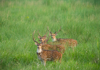 Sika or spotted deers herd in the elephant grass