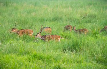 Sika or spotted deers herd in the elephant grass