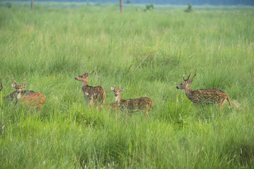 Sika or spotted deers herd in the elephant grass