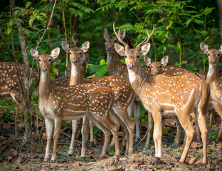 Fototapeta premium Sika or spotted deers herd in the jungle