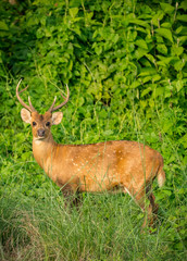 spotted or sika deer in the jungle