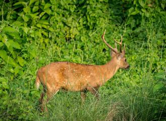 spotted or sika deer in the jungle