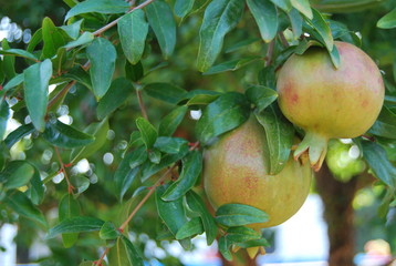 Pomegranate Tree