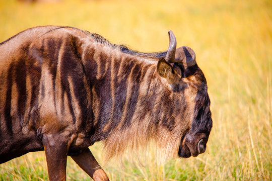 Portrait shots of antelope, wildebeest, kudu, impala, gazelle, hartebeest in Africa