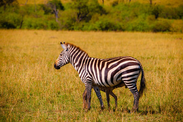 Fototapeta na wymiar A big herd of zebras in Africa