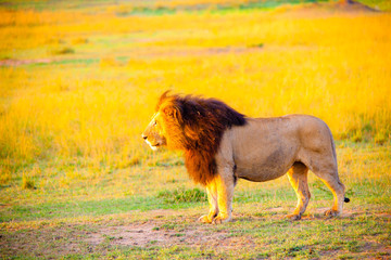 Obraz na płótnie Canvas An African lion looking powerful in his pride land in Africa