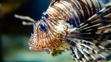 Fototapeta na wymiar A tropical fish closeup