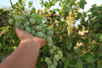 White Grape Vines