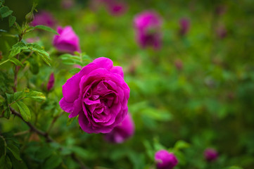 Pink roses with buds on a background of a green bush in the garden. Beautiful pink flowers in the summer garden.