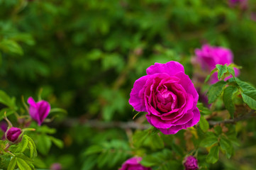 Pink roses with buds on a background of a green bush in the garden. Beautiful pink flowers in the summer garden.