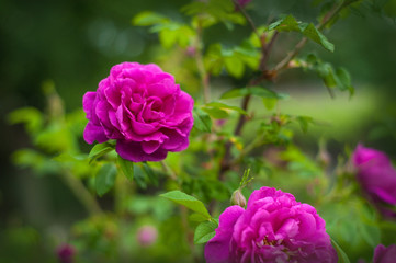 Pink roses with buds on a background of a green bush in the garden. Beautiful pink flowers in the summer garden.