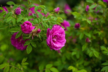 Pink roses with buds on a background of a green bush in the garden. Beautiful pink flowers in the summer garden.