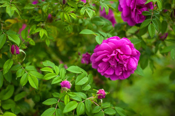Pink roses with buds on a background of a green bush in the garden. Beautiful pink flowers in the summer garden.
