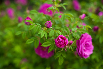 Pink roses with buds on a background of a green bush in the garden. Beautiful pink flowers in the summer garden.