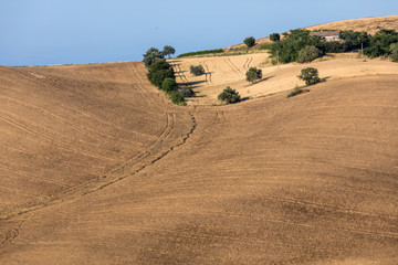 Fototapeta na wymiar view of olive groves and farms on rolling hills of Abruzzo. Italy
