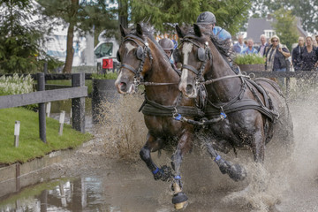 Obraz premium Met tweespan door water galopperen